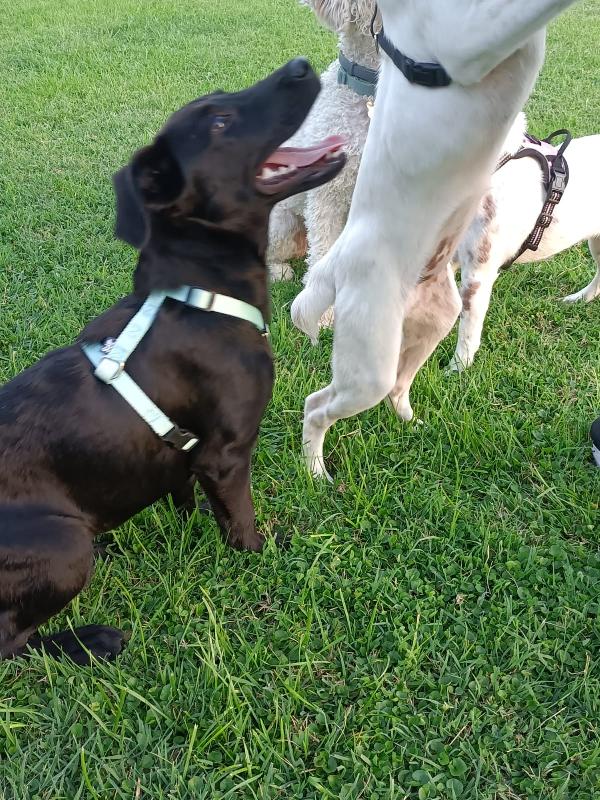 🐾 ROXY – CUCCIOLA DOLCISSIMA IN CERCA DI CASA 🐾 Foto 2